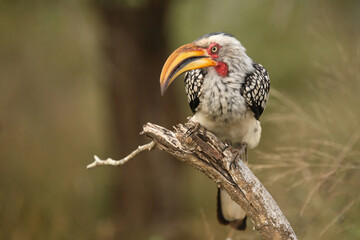 Südlicher Gelbschnabeltoko / Southern yellow-billed hornbill / Tockus leucomelas