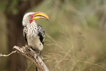 Südlicher Gelbschnabeltoko / Southern yellow-billed hornbill / Tockus leucomelas