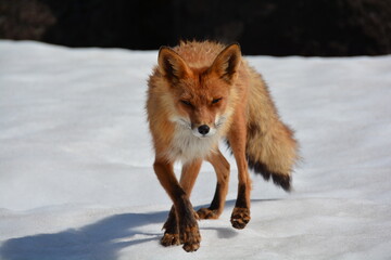 Obraz premium Wild nature of Russia, Kamchatka. No filters.