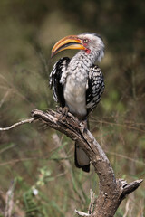 Südlicher Gelbschnabeltoko / Southern yellow-billed hornbill / Tockus leucomelas