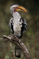 Südlicher Gelbschnabeltoko / Southern yellow-billed hornbill / Tockus leucomelas