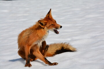Wild nature of Russia, Kamchatka. No filters.