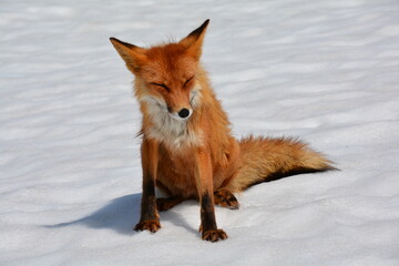 Wild nature of Russia, Kamchatka. No filters.