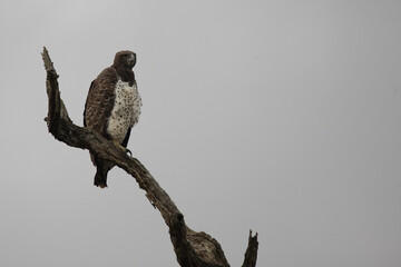 Kampfadler / Martial Eagle / Polemaetus bellicosus