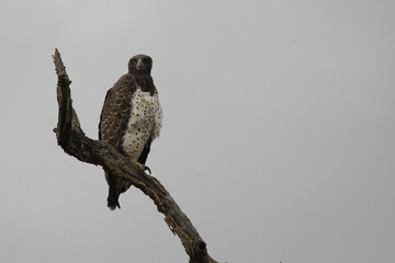 Kampfadler / Martial Eagle / Polemaetus bellicosus