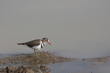 Dreibandregenpfeifer / Three-banded plover or Three-banded sandplover / Charadrius tricollaris