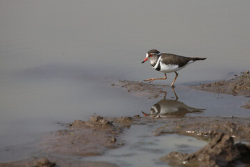 Dreibandregenpfeifer / Three-banded plover or Three-banded sandplover / Charadrius tricollaris