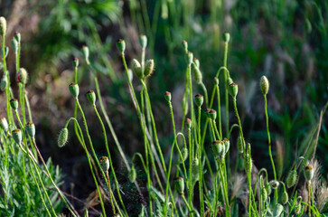 Red field poppies in the garden on a summer day. The beauty of wildflowers.