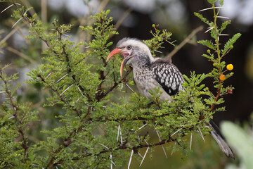 Rotschnabeltoko / Red-billed Hornbill / Tockus erythrorhynchus