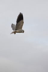 Gleitaar / Black-shouldered kite or Black-winged kite / Elanus caeruleus