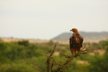 Raubadler / Tawny Eagle / Aquila rapax