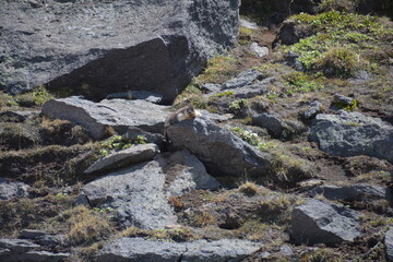 Wild nature of Russia, Kamchatka. No filters.