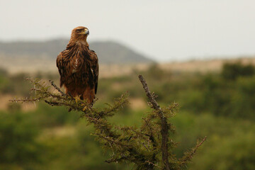 Raubadler / Tawny Eagle / Aquila rapax