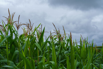 Corn in the rainy season with little sunlight, affects the growth of corn.