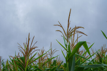 Corn in the rainy season with little sunlight, affects the growth of corn.
