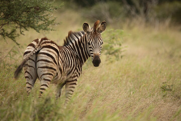 Steppenzebra / Burchell's Zebra / Equus burchellii