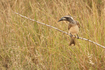 Grautoko / Grey Hornbill / Tockus nasutus