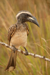 Grautoko / Grey Hornbill / Tockus nasutus