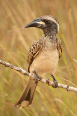 Grautoko / Grey Hornbill / Tockus nasutus