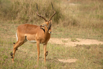 Schwarzfersenantilope und Rotschnabel-Madenhacker / Impala and Red-billed oxpecker / Aepyceros...