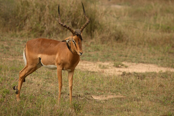 Schwarzfersenantilope und Rotschnabel-Madenhacker / Impala and Red-billed oxpecker / Aepyceros...