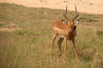 Schwarzfersenantilope und Rotschnabel-Madenhacker / Impala and Red-billed oxpecker / Aepyceros...