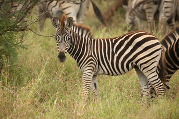Steppenzebra / Burchell's Zebra / Equus burchellii