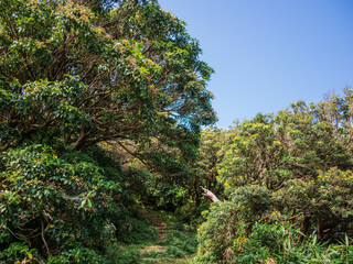 夏の伊豆山稜線歩道の風景