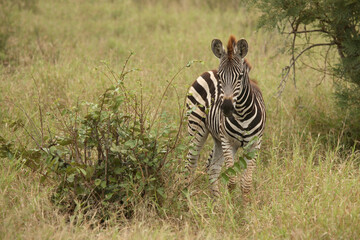Steppenzebra / Burchell's Zebra / Equus burchellii