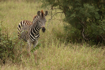 Steppenzebra / Burchell's Zebra / Equus burchellii
