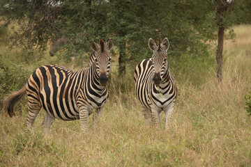 Steppenzebra / Burchell´s Zebra / Equus burchellii