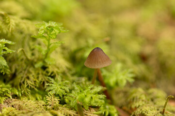 白駒池の苔に生えたキノ