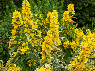 Yellow loosestrife Lysimachia punctata Alexander flowering in a garden