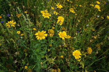 Gelbe Blumen auf Blühwiese in Stadt im Sommer