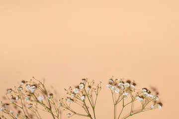 gypsophila flowers on a beige background. wallpaper. opening for the holidays. copy space