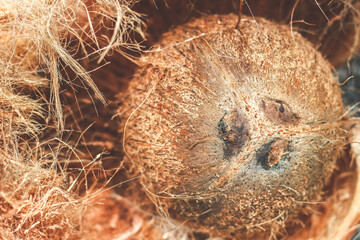 Coconut Shell with Exocarp | the edible fruit of the coconut palm (Cocos nucifera), a tree of the palm family. Coconut flesh is high in fat and can be dried or eaten fresh