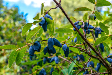 early blue honeysuckle berries on the Bush