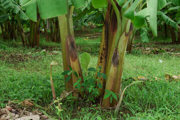 Banana farm in rainy season, bananas have beautiful fruit.