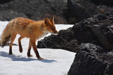Wild nature of Russia, Kamchatka. No filters.