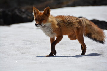 Wild nature of Russia, Kamchatka. No filters.