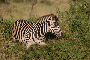 Steppenzebra / Burchell's Zebra / Equus burchellii