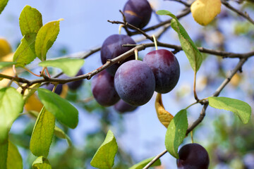 Ripe plum on a tree branch