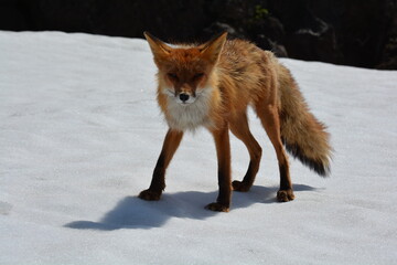 Fototapeta premium Wild nature of Russia, Kamchatka. No filters.