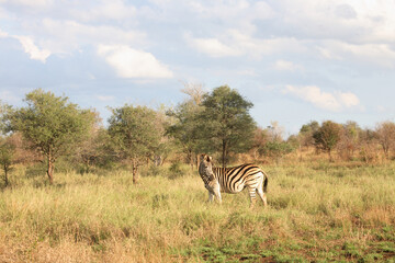 Steppenzebra / Burchell´s Zebra / Equus burchellii