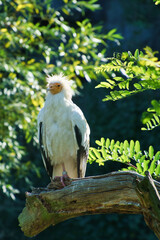 Dirt vulture portrait. Wild hairstyle. Vulture bird sitting on a branch. Bird