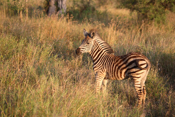 Steppenzebra / Burchell's Zebra / Equus burchellii