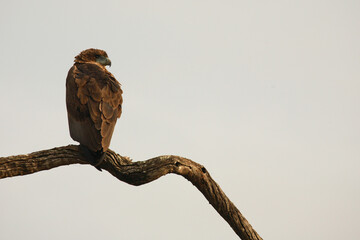 Wahlbergsadler / Wahlberg's  Eagle / Aquila wahlbergi