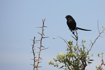 Schachwürger / Long-tailed shrike - Magpie shrike / Lanius schach.