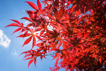 japanese maple tree branches, autumnal colors, bright sun and blue sky