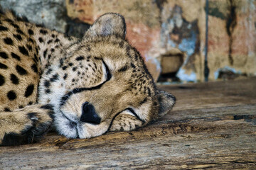 Cheetah sleeping. Spotted fur. The big cat is a predator. Resting mammal. hunter